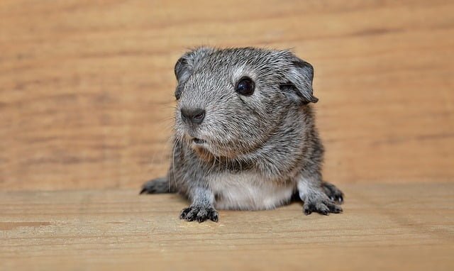 Can Guinea Pigs Eat Candy Grapes