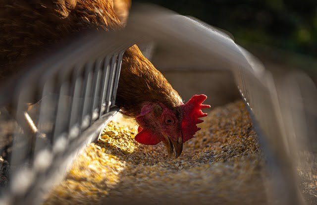 Can Chickens Eat Jicama