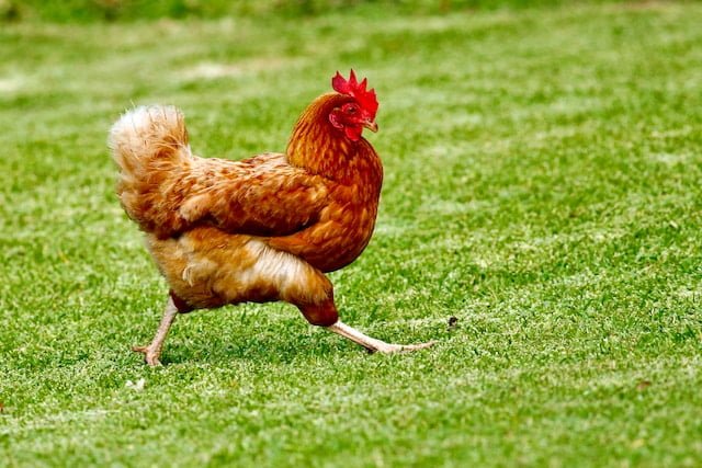 Can Chickens Eat Hamster Food