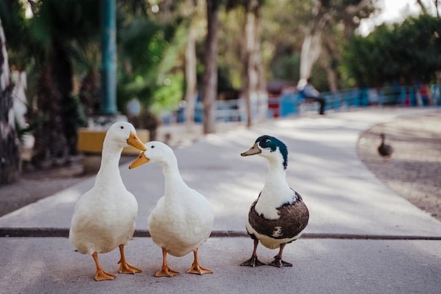 Can Ducks Eat Cucumber Peels