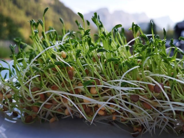 Can Guinea Pigs Eat Lentil Sprouts