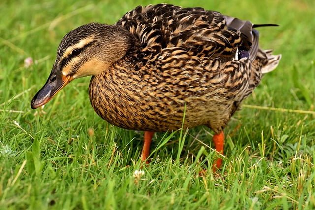 Can Ducks Eat Dried Cranberries