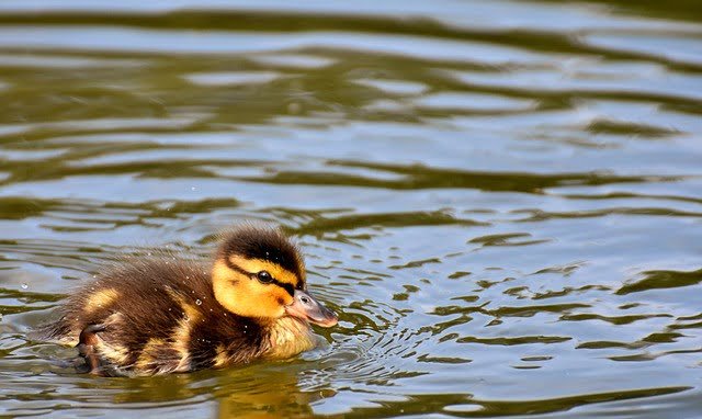 Can Ducks Eat Cranberries