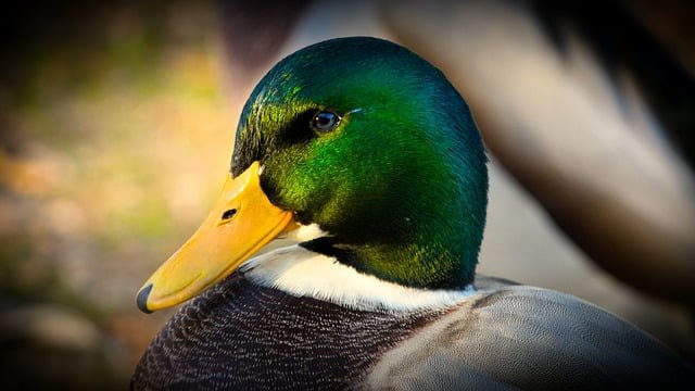 Can Ducks Eat Banana Peels