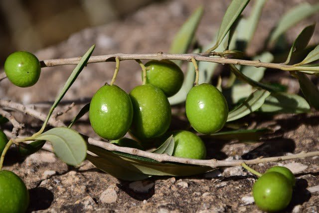 Can Chickens Eat Green Olives