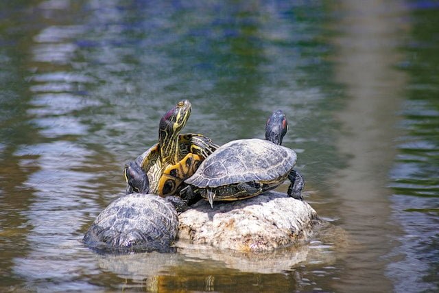 Can Russian Tortoises Eat Pumpkin