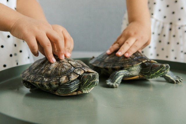 Can Sulcata Tortoises Eat Asparagus