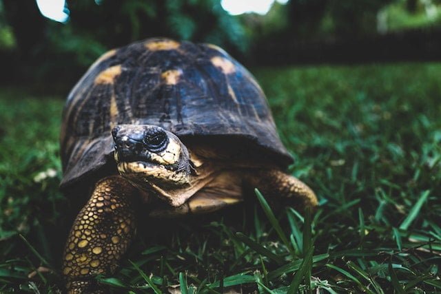 Can Russian Tortoises Eat Pumpkin