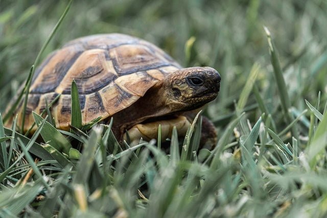 Can Sulcata Tortoises Eat Carrots