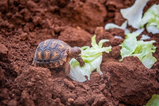 Can Russian Tortoises Eat Celery