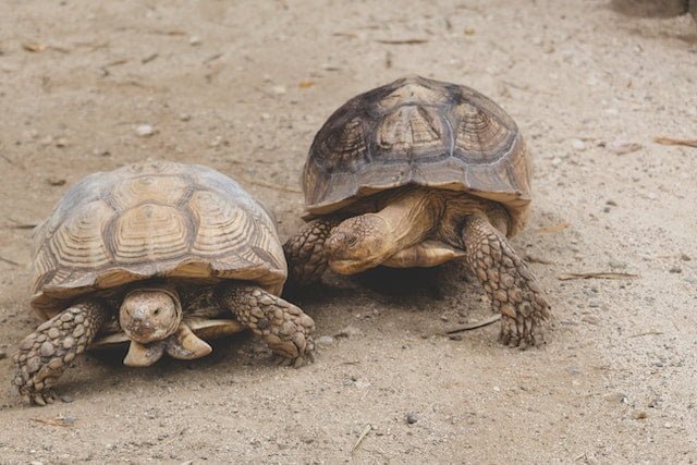 Can Russian Tortoises Eat Celery