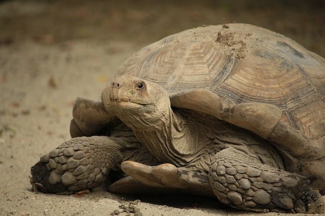 Can Sulcata Tortoises Eat Asparagus
