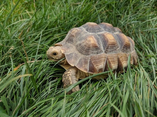 Can Sulcata Tortoises Eat Carrots
