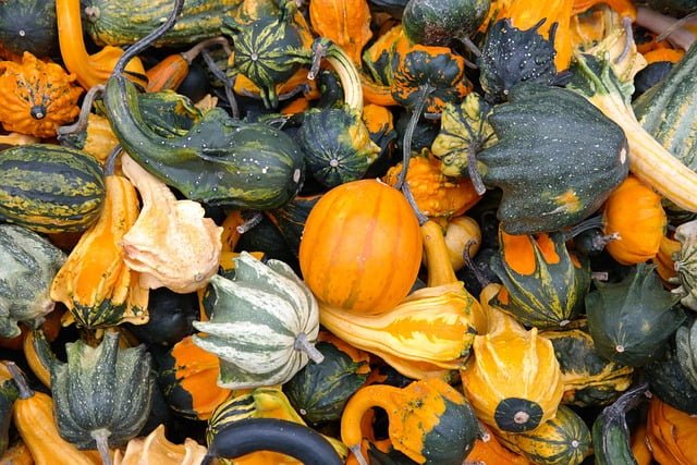 Can Guinea Pigs Eat Gourds