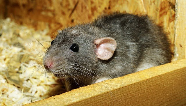 Can Rats Eat Alfalfa