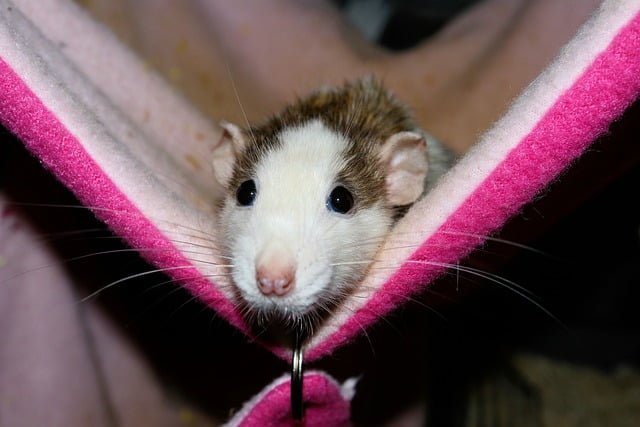Can Rats Eat Banana Peels