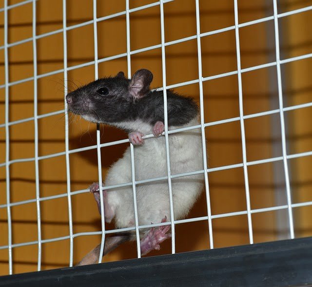 Can Rats Eat Banana Peels