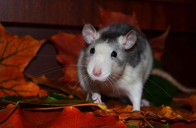 Can Rats Eat Ham