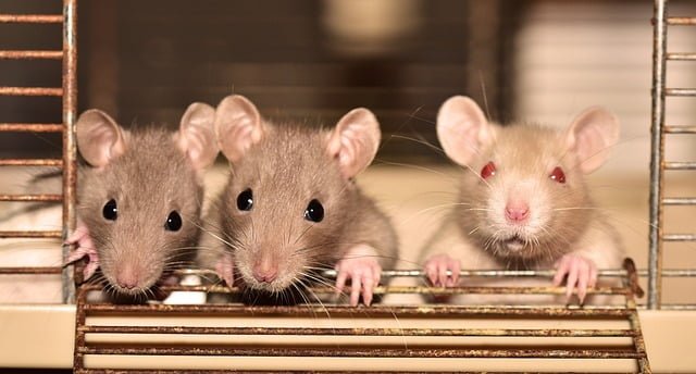 Can Rats Eat Chinchilla Food