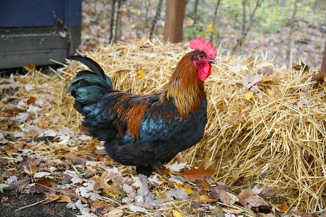 Can Chickens Eat Goldfish Crackers