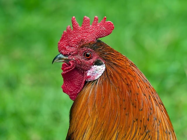 Can Chickens Eat Honeydew