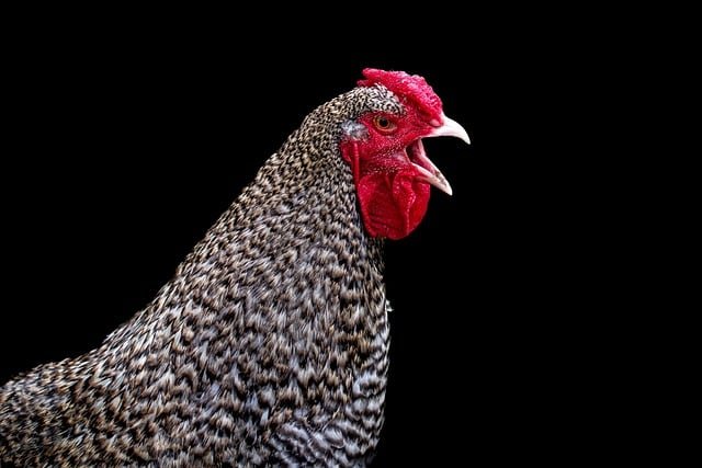 Can Chickens Eat Goldenrod