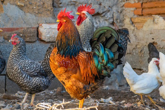 Can Chickens Eat Hot Dogs