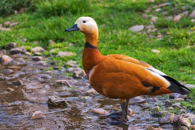 Can Ducks Eat Mango