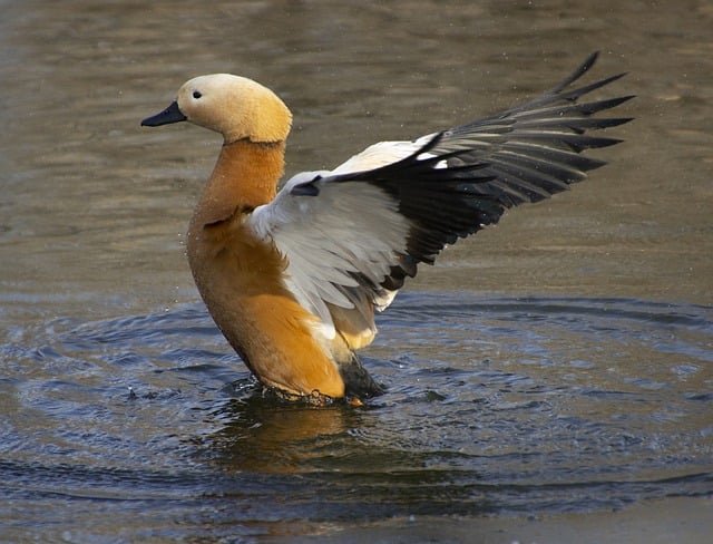 Can Ducks Eat Raw Pumpkin