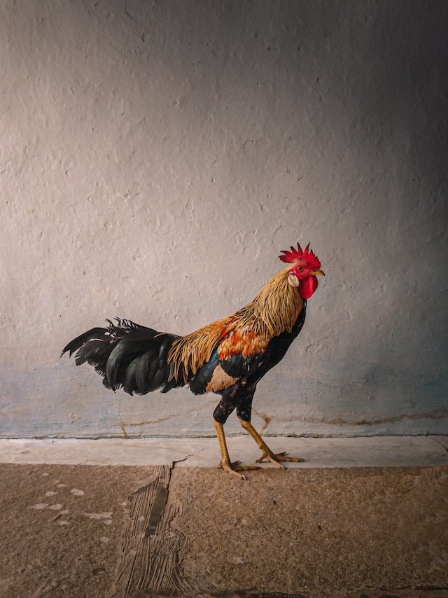 Can Chickens Eat Mac and Cheese