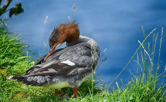 Can Ducks Eat Mango