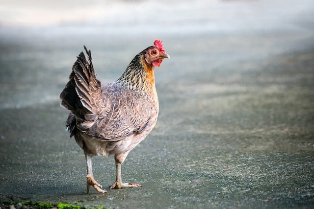 Can Chickens Eat Mac and Cheese