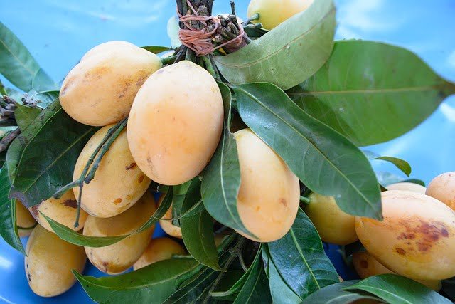 Can Ducks Eat Mango