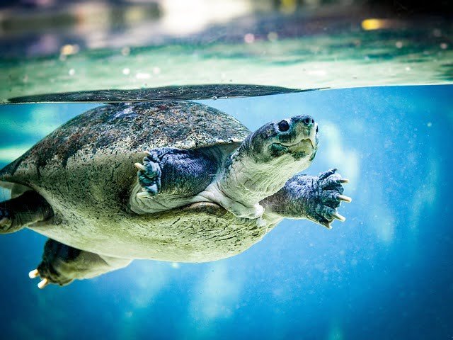Can Tortoises Eat Oranges