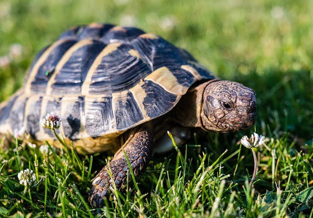 Can Russian Tortoises Eat Strawberries