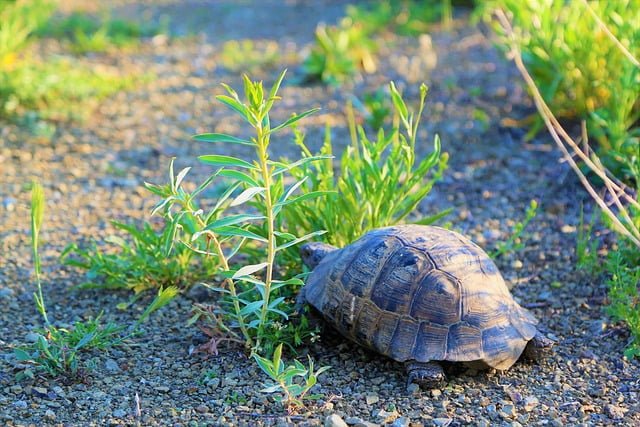 Can Tortoises Eat Dandelion Flowers