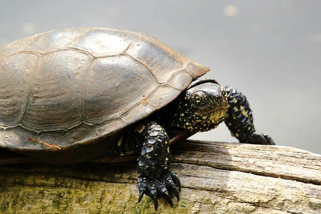 Can Tortoises Eat Oranges