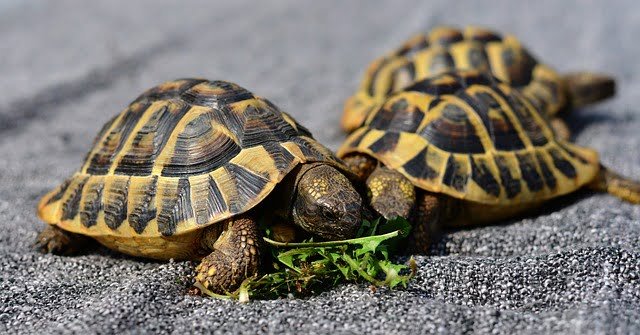 Can Sulcata Tortoises Eat Celery