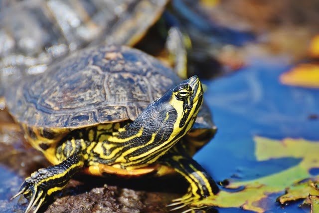 Can Sulcata Tortoises Eat Celery