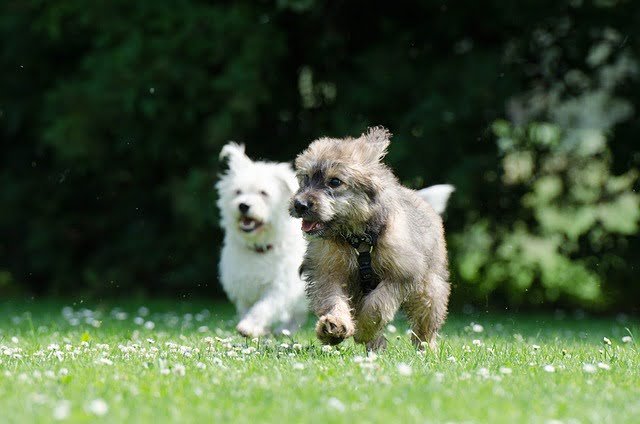 How to Save Money on Your Pet's Wants & Needs