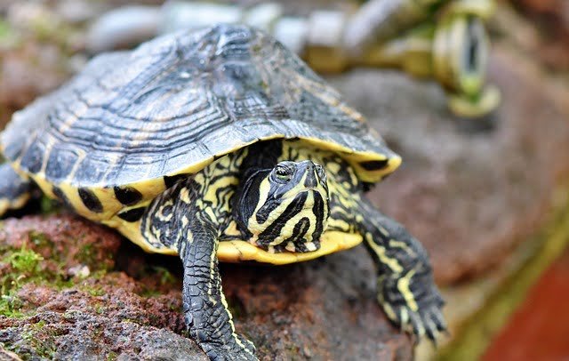 Can Tortoises Eat Dandelion Flowers