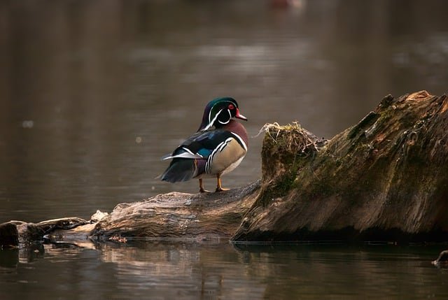 Can Ducks Eat Egg Shells