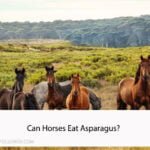 Can Horses Eat Asparagus