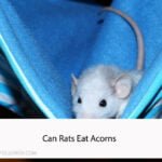 Can Rats Eat Acorns