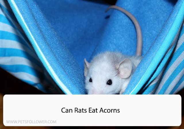 Can Rats Eat Acorns