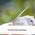 Can Rats Eat Asparagus