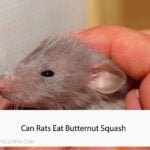 Can Rats Eat Butternut Squash