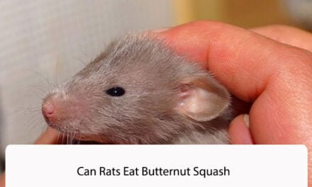 Can Rats Eat Butternut Squash