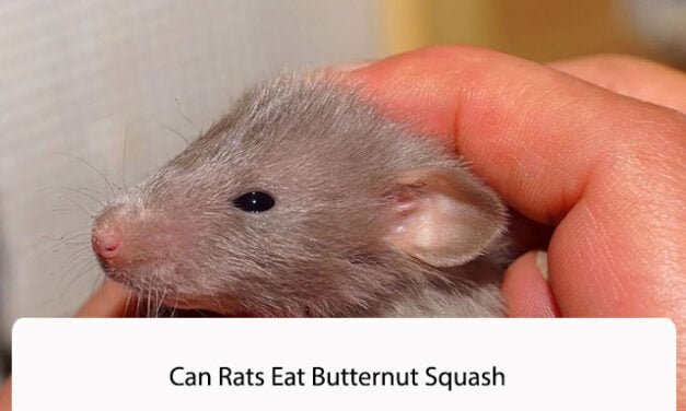 Can Rats Eat Butternut Squash