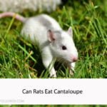 Can Rats Eat Cantaloupe